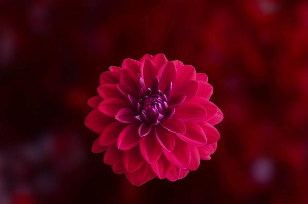 Pink Dahlia Flower in Bloom Close-up Photo