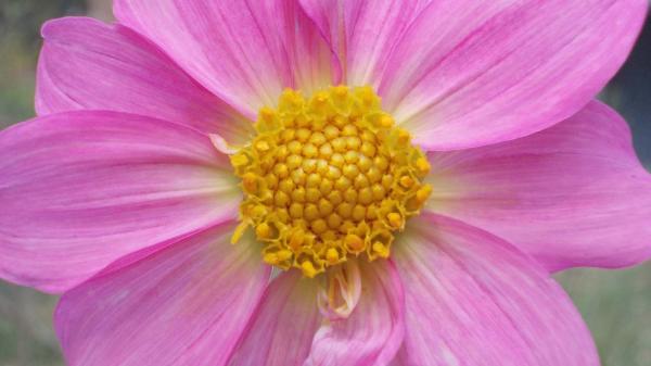 Pink dahlia