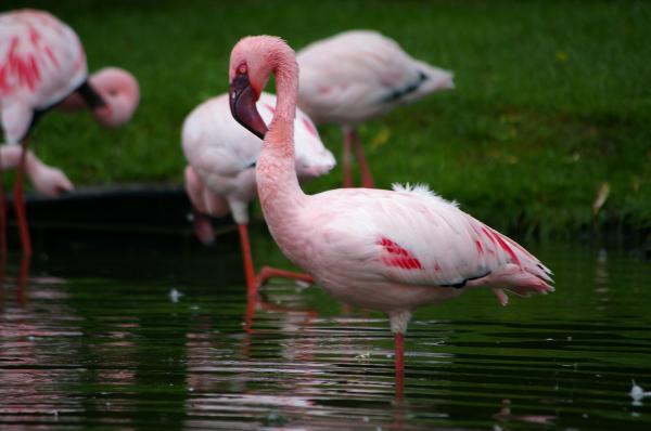 Pink flamengos