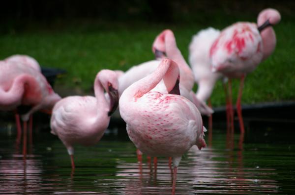 Pink flamengos