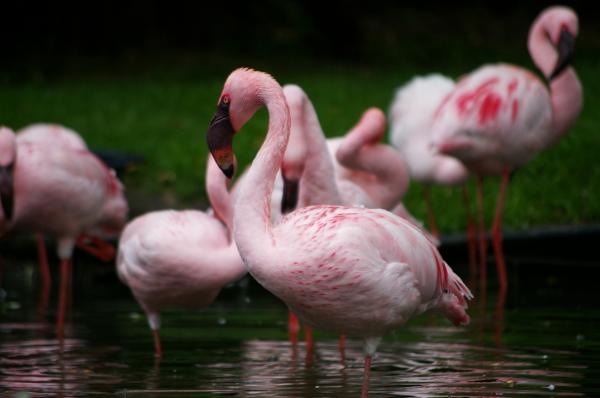 Pink flamengos