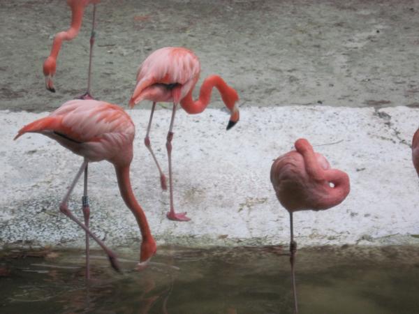 Pink flamingos