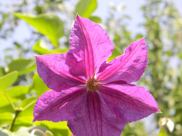Pink flower