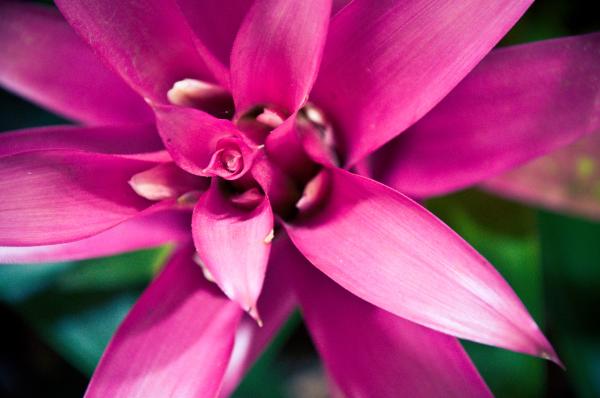 Pink flower