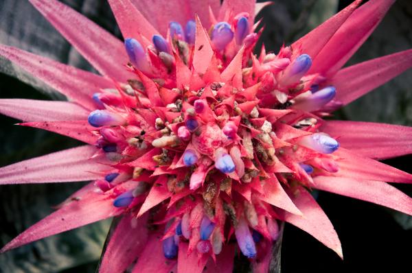 Pink flower