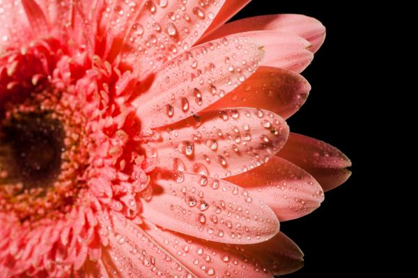 Pink flower