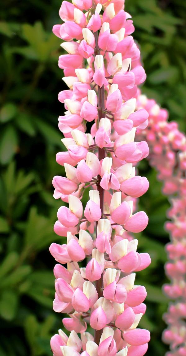 Pink Flower