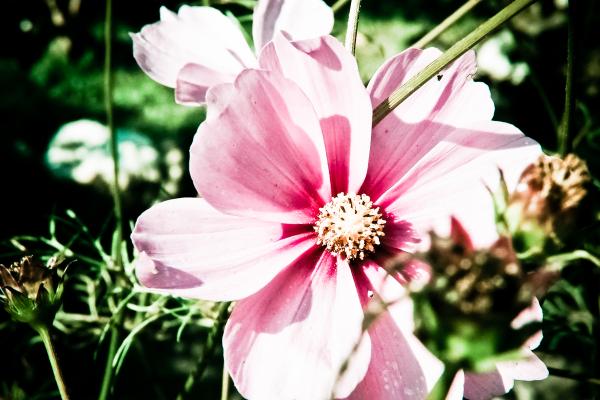 Pink flower