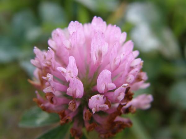 Pink flower