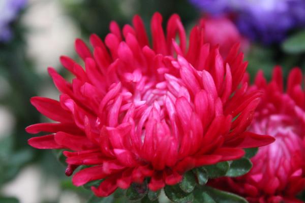 Pink Flower