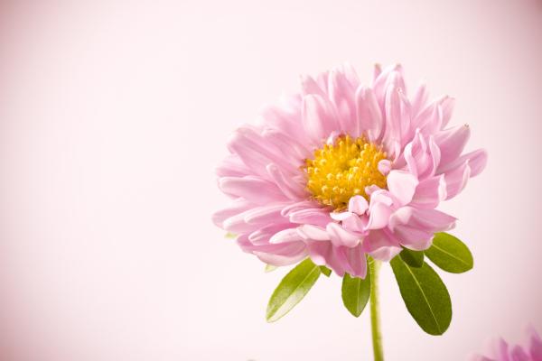 Pink flower
