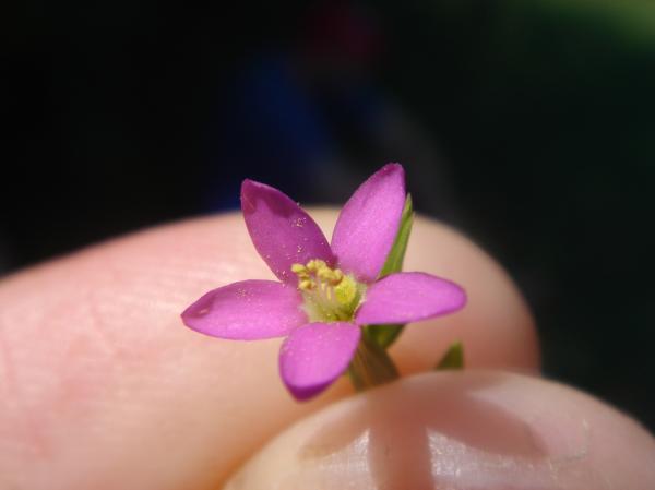 Pink flower