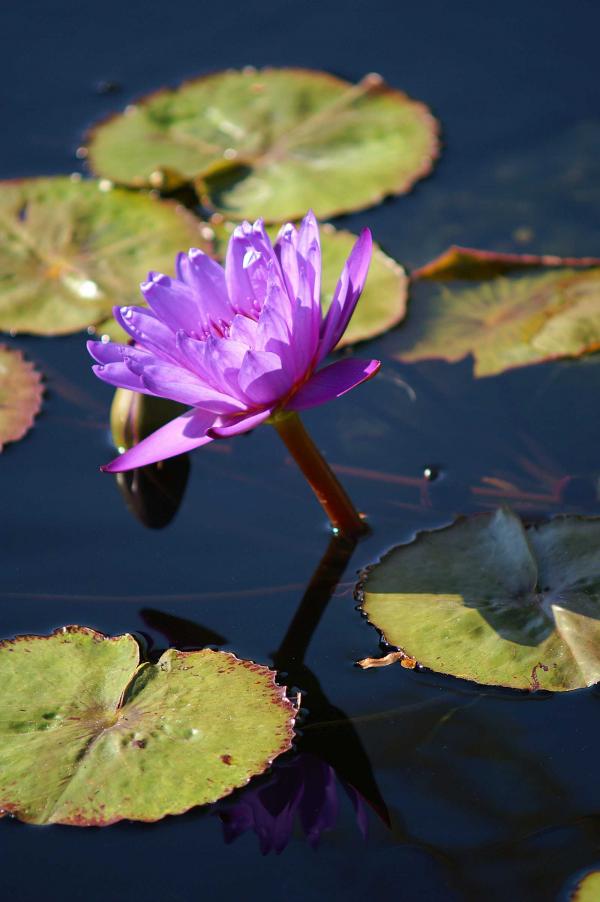 Pink flower