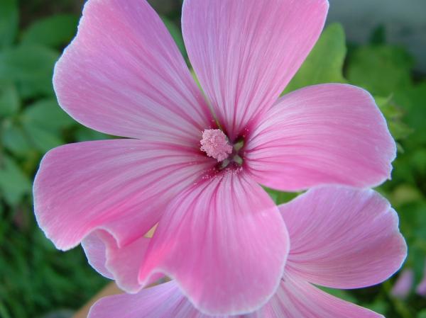 Pink Flower
