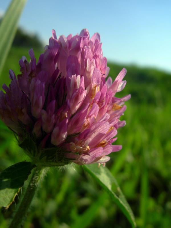 Pink flower