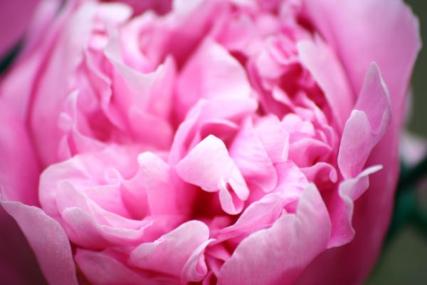 Pink flower