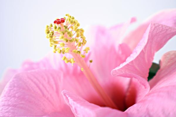 Pink Flower