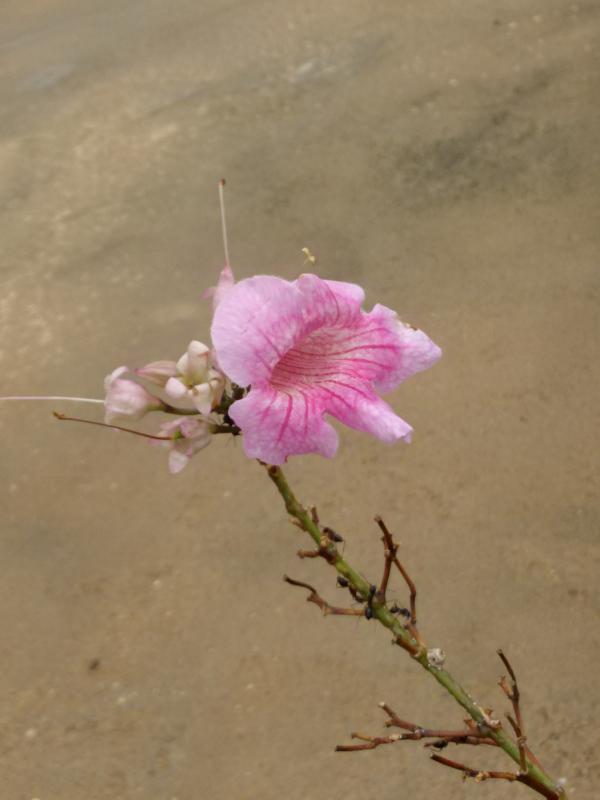 Pink flower