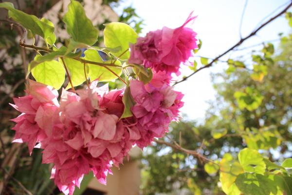 Pink Flower