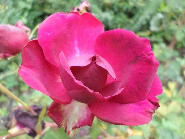 Pink flower