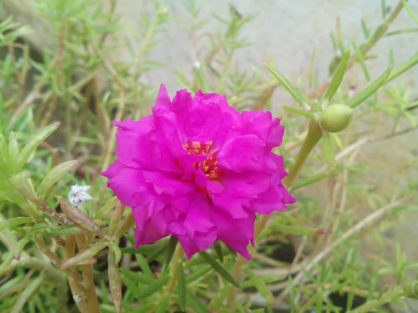 Pink Flower
