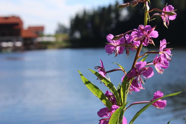 Pink flower and lake