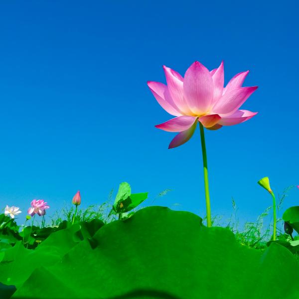 Pink Flower Near Green Leaves during Daytime