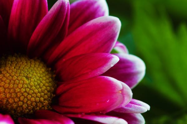 Pink Flower Photo
