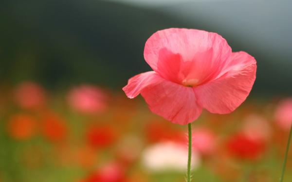Pink Flower Photography