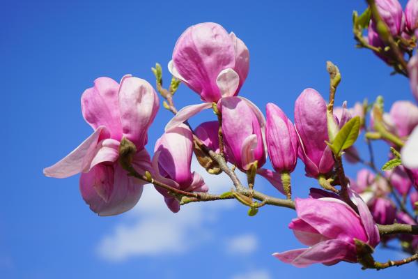 Pink Flower Under Blue Sky during Great Sunny Day