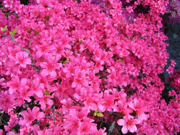 Pink flowers