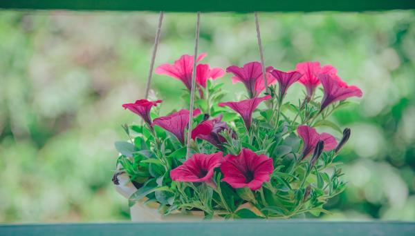 Pink Flowers