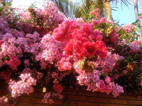 Pink Flowers
