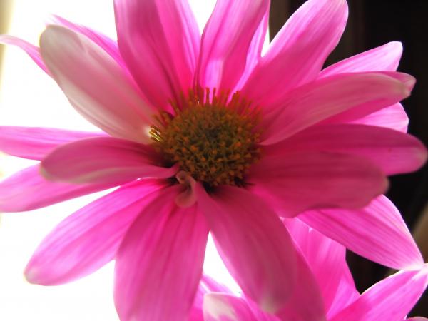 Pink flowers
