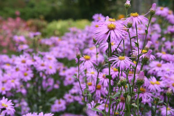 Pink flowers