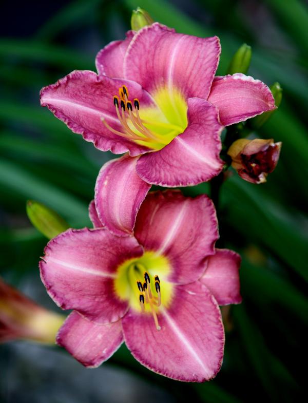 Pink Flowers