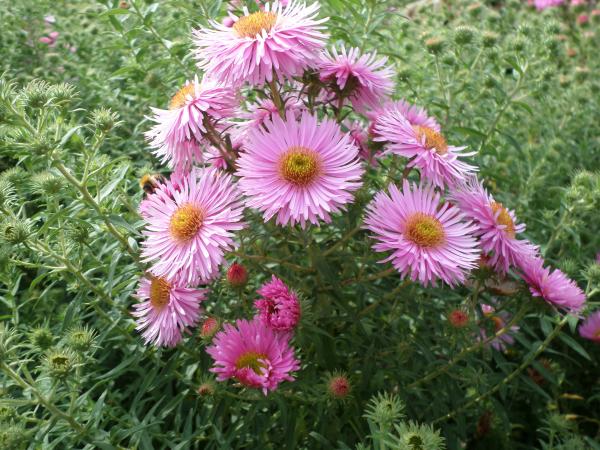 Pink flowers