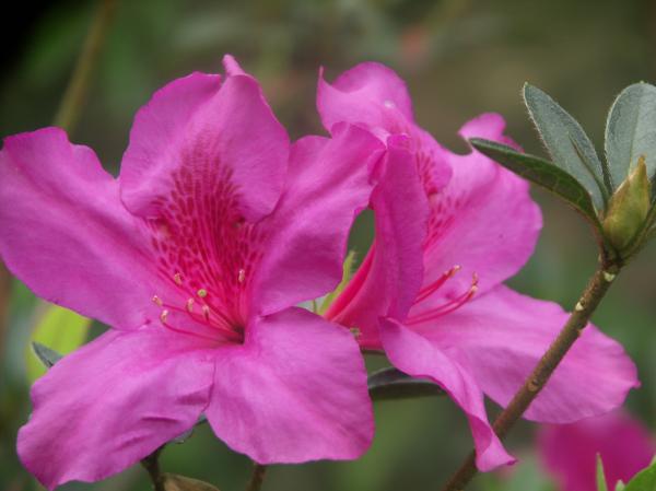 Pink Flowers