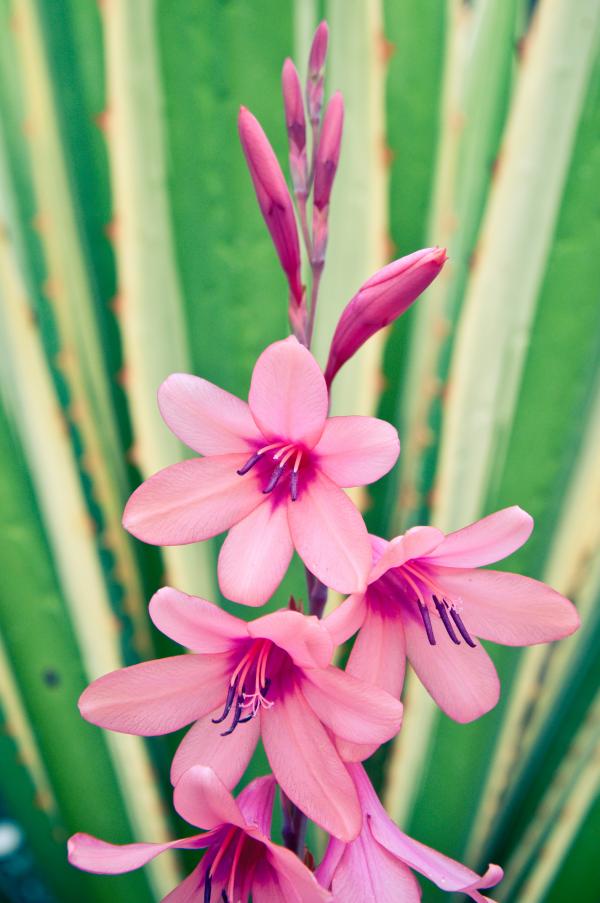 Pink flowers