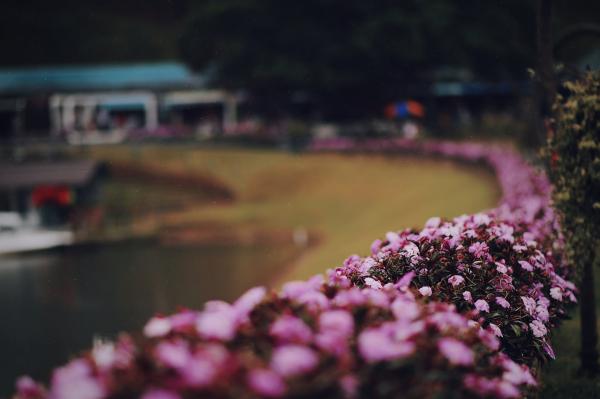 Pink Flowers Bush Selective Focus Photo