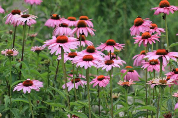 Pink Flowers in a Field