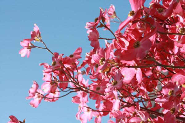 Pink Flowers Under Blue Clear Sky