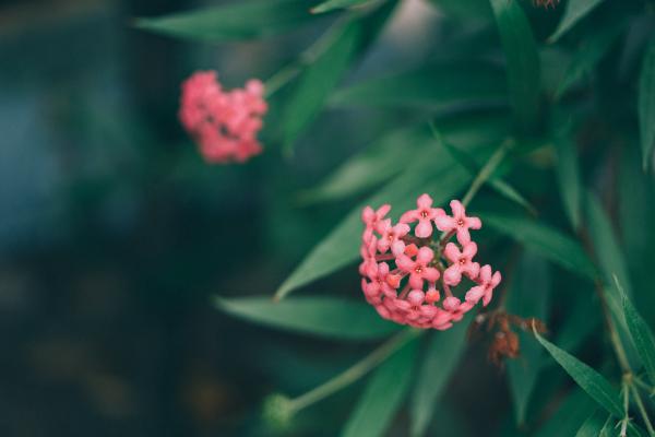 Pink Flowres Near Green Leaves Outdoor during Daytie