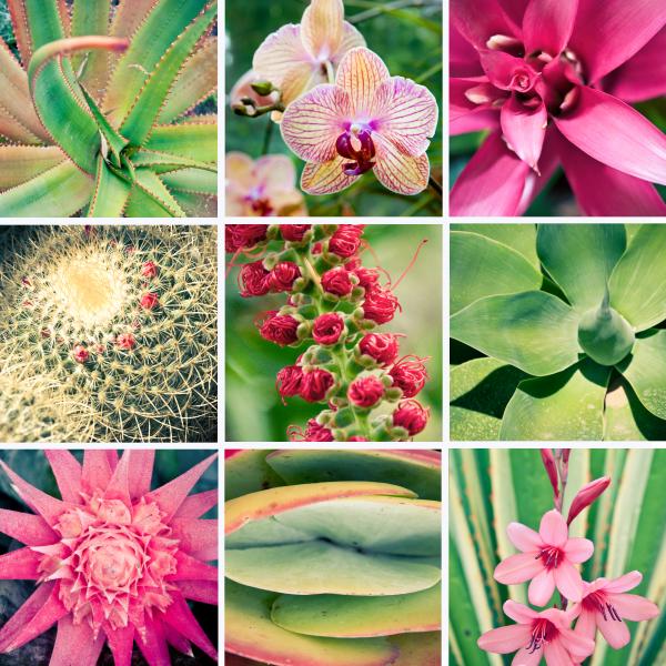 Pink Fower and Plant Collage