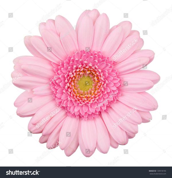 Pink Gerbera