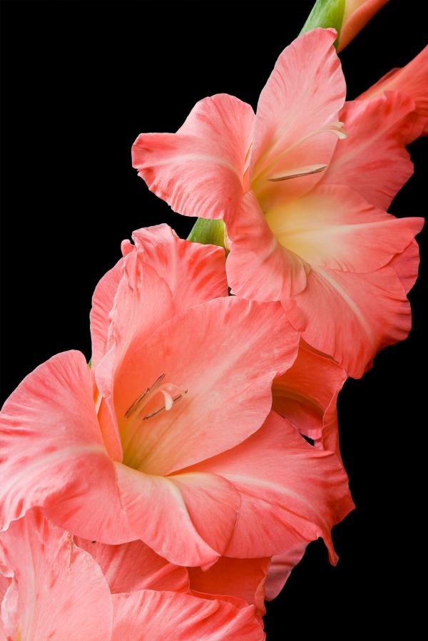 Pink Gladiolus