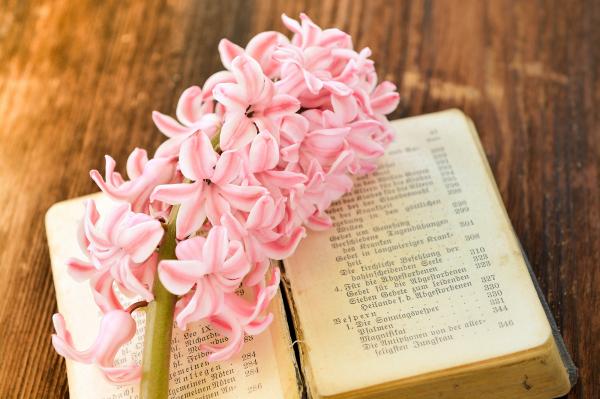 Pink Hyacinth