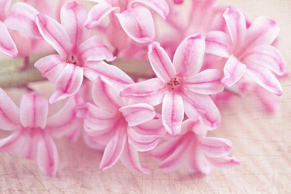 Pink Hyacinth