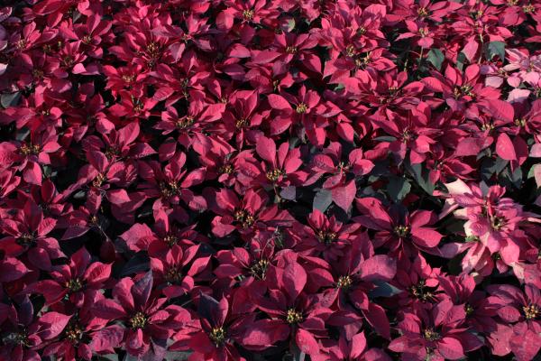 Pink Leaves
