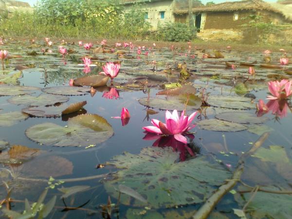 Pink lilies